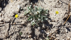 Trichoptilium incisum