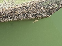 Sphoeroides testudineus