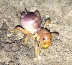 Oryctopterus