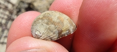 Nerita albicilla