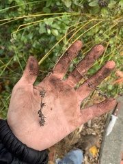 Carex leersii