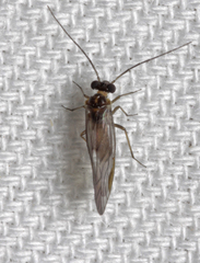 Elipsocus moebiusi