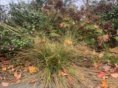 Carex leersii