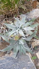 Hechtia lanata
