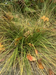 Carex leersii