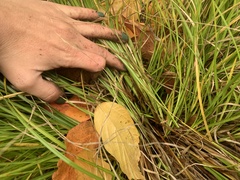 Carex leersii
