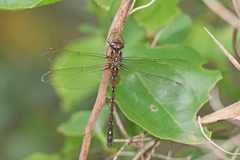 Austroaeschna pulchra