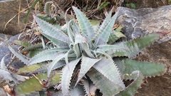 Hechtia lanata