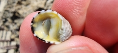 Nerita albicilla