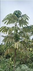 Cecropia obtusifolia