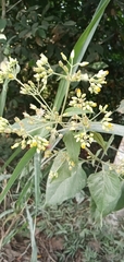 Munnozia