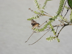Chrysodeixis includens