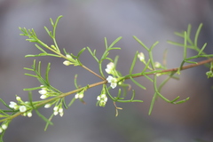 Cyanothamnus warangensis