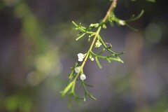 Cyanothamnus warangensis