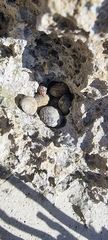 Nerita albicilla