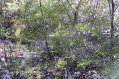 Cyanothamnus warangensis