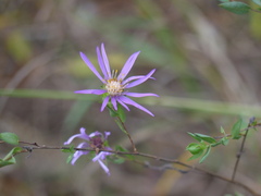 Symphyotrichum pratense