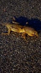 Neoscapteriscus borellii