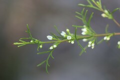 Cyanothamnus warangensis