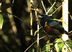 Euphonia pectoralis