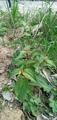 Miconia crenata