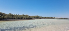 Avicennia marina