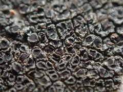 Rinodina