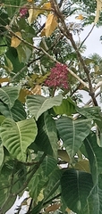 Urera baccifera