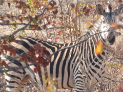 Equus quagga