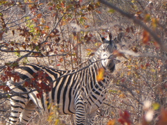 Equus quagga