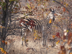 Equus quagga
