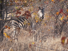 Equus quagga
