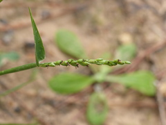 Urochloa texana