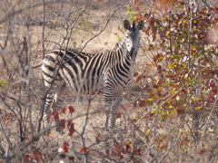 Equus quagga