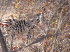 Equus quagga