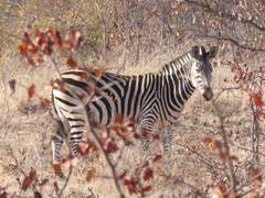 Equus quagga