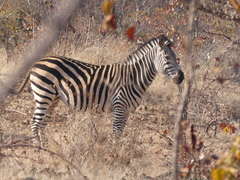 Equus quagga