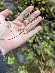 Boykinia occidentalis