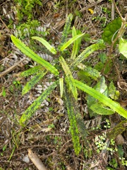 Knightia excelsa