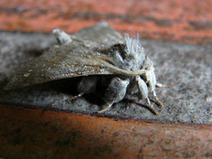 Apatelodidae