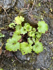 Boykinia occidentalis
