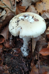 Amanita junquillea