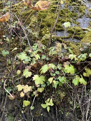 Boykinia occidentalis