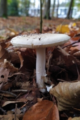 Amanita junquillea