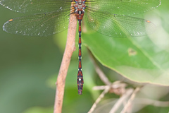 Austroaeschna pulchra