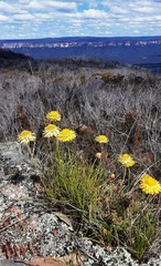Leucochrysum graminifolium