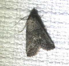 Calathusa cyrtosticha