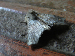 Apatelodidae