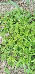 Convolvulus crenatifolius