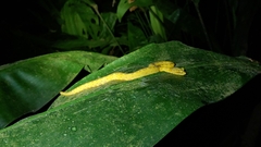 Bothriechis schlegelii